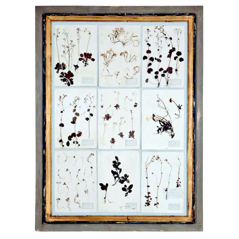 Grand Framed Group of French Pressed Botanical Specimens