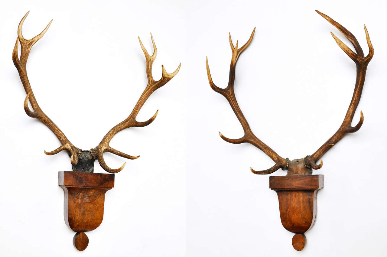A pair of large deer trophies mounted on mid-19th century beautiful rosewood brackets

Measures: The mount 11.5'' W x 6'' D.