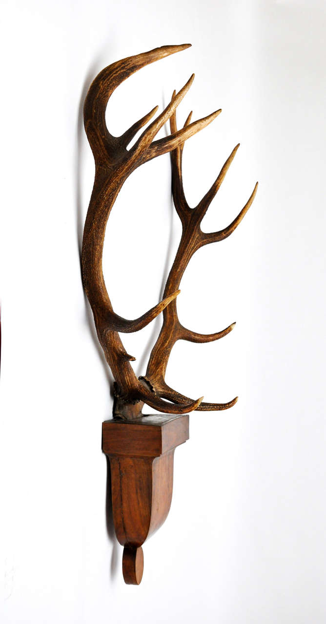 French Impressive Pair of Deer Trophies Mounted on Mid-19th Century, Rosewood Brackets