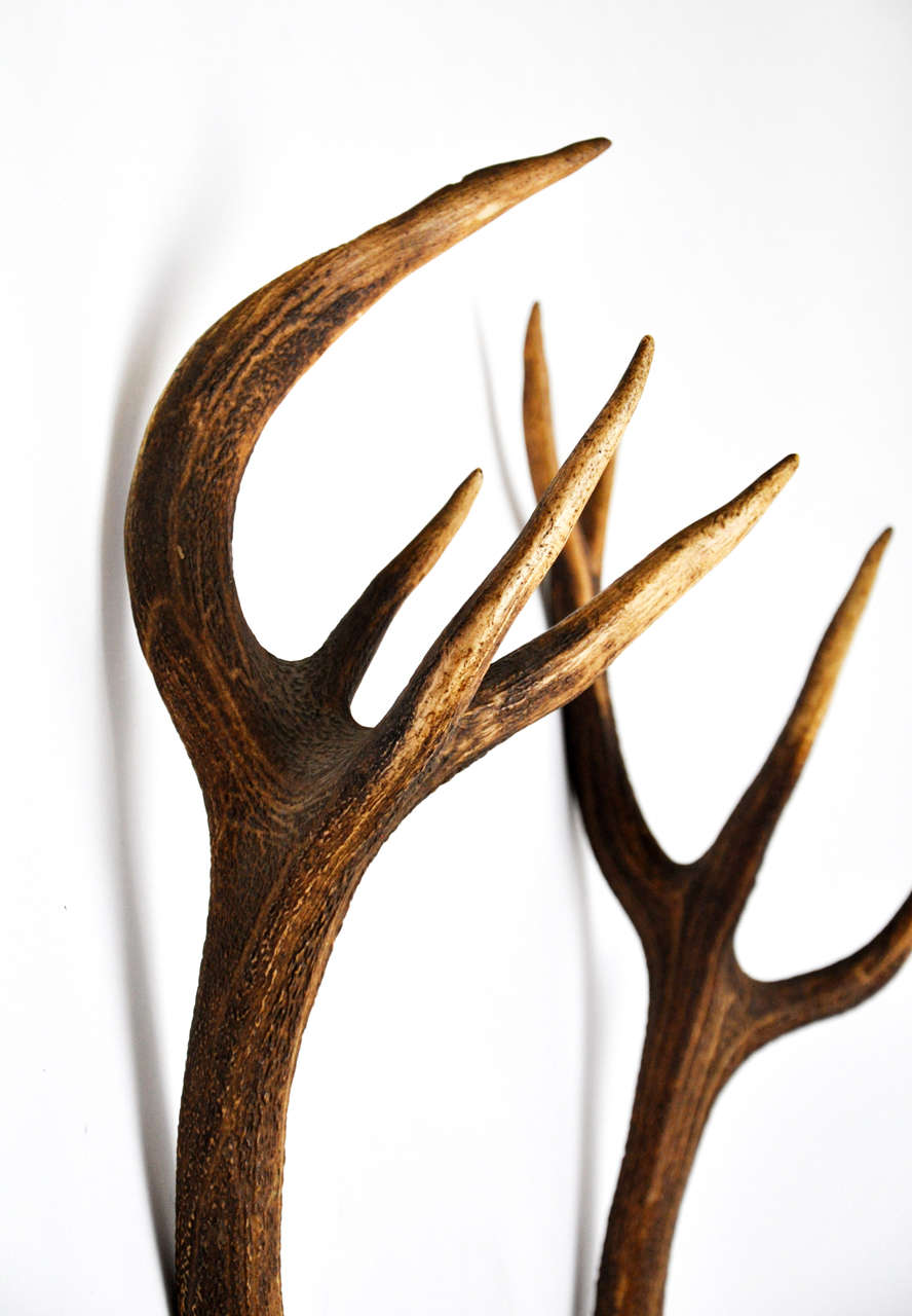Impressive Pair of Deer Trophies Mounted on Mid-19th Century, Rosewood Brackets In Good Condition In Palm Beach, FL
