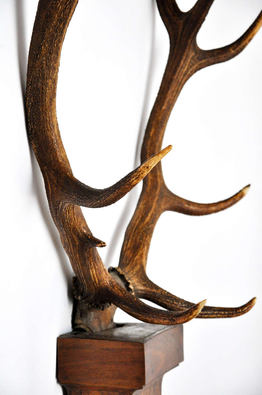 Impressive Pair of Deer Trophies Mounted on Mid-19th Century, Rosewood Brackets 1