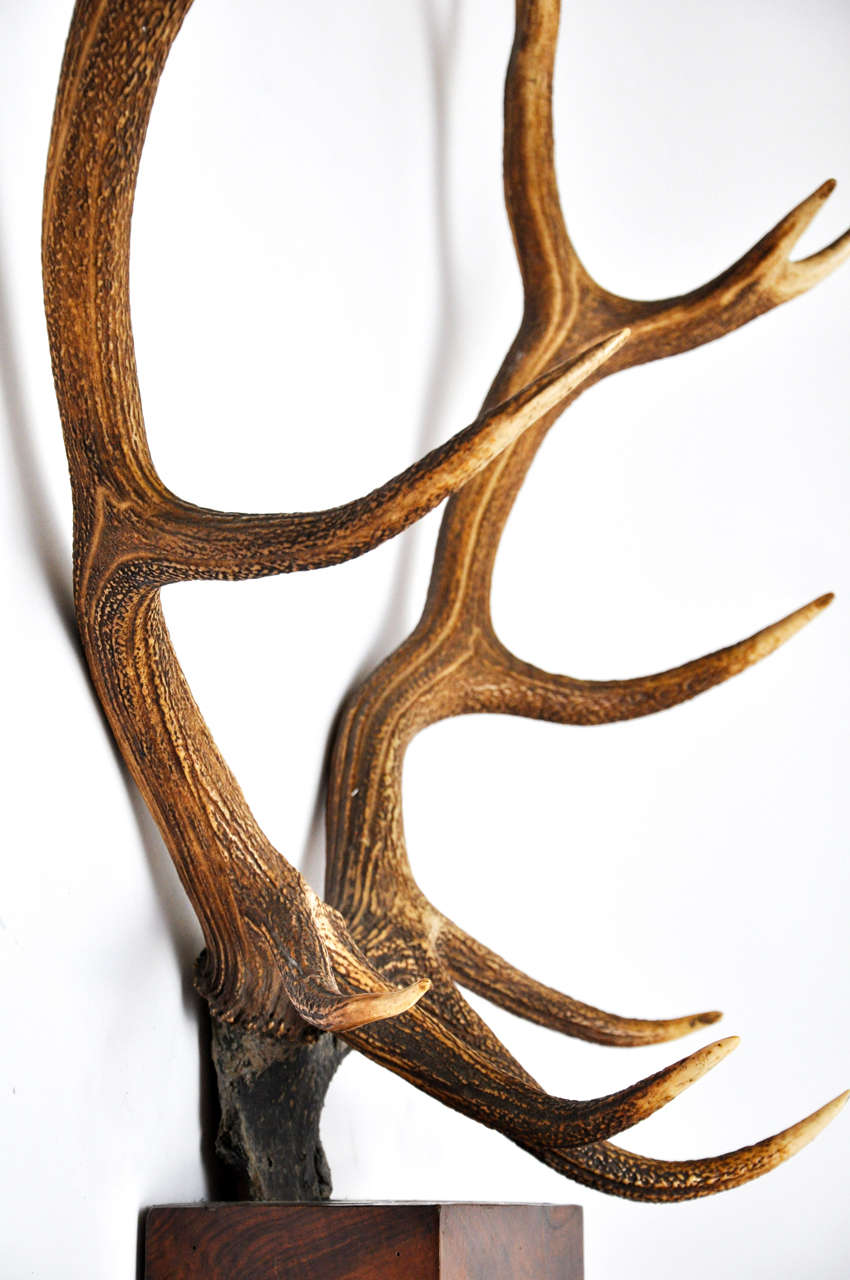 Impressive Pair of Deer Trophies Mounted on Mid-19th Century, Rosewood Brackets 5