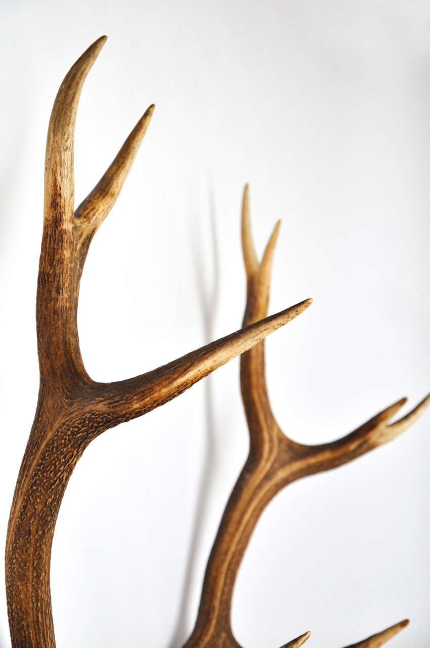 Impressive Pair of Deer Trophies Mounted on Mid-19th Century, Rosewood Brackets 6