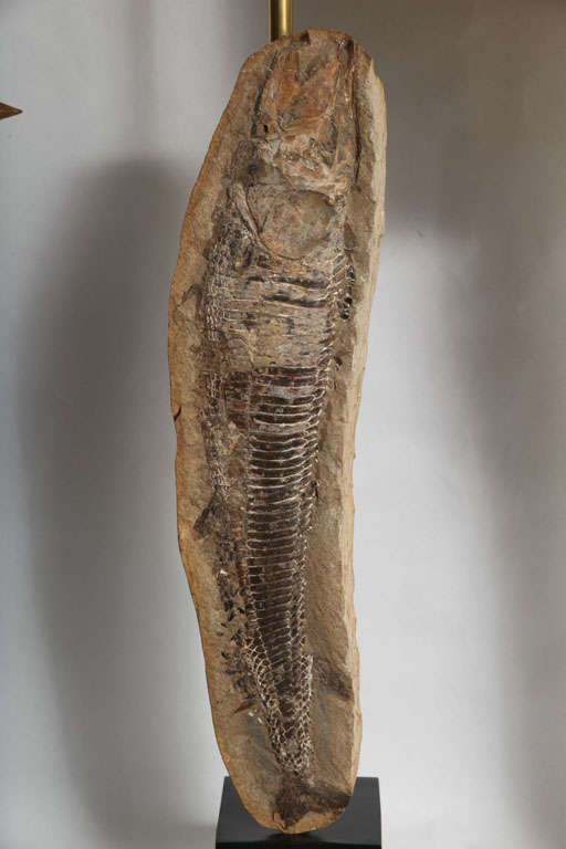 American Pair of Prehistoric Fish Fossil Table Lamps