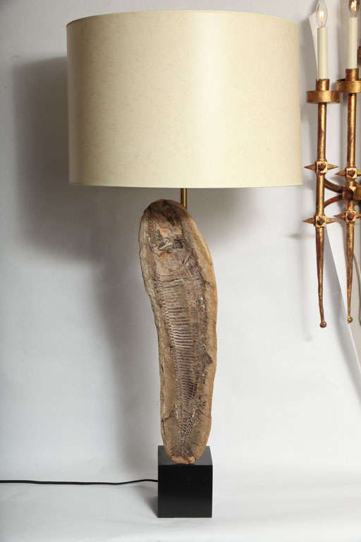 Pair of Prehistoric Fish Fossil Table Lamps In Excellent Condition In New York, NY