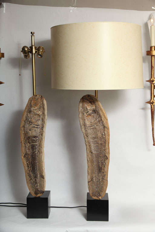 A highly unique pair of table lamps, each composed of a fish fossil, split in half, with brass hardware and mounted on a square, black enameled metal base.
Shades not included
