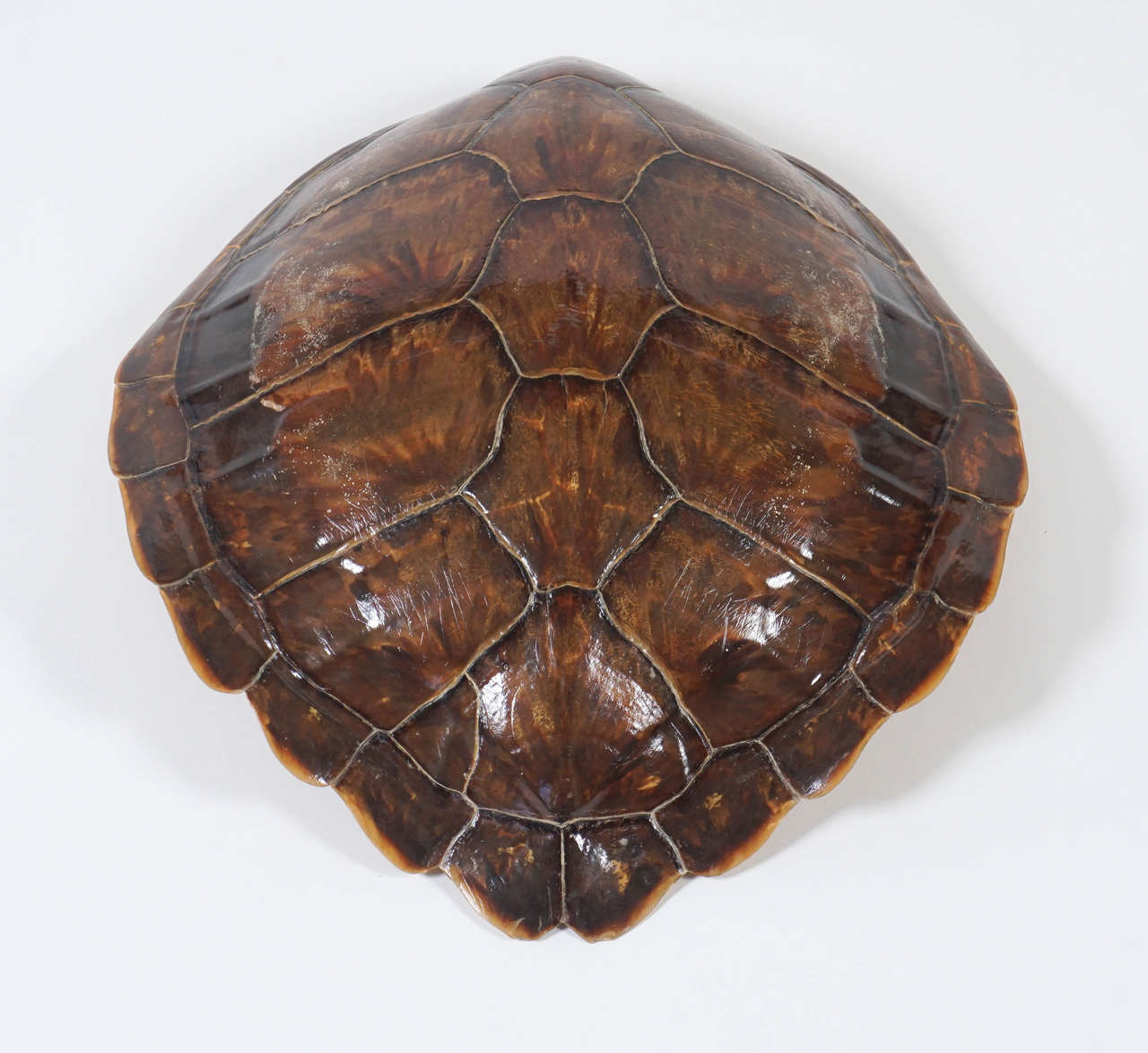 19th century tortoise / turtle shell or carapace of large size and beautiful coloration with reverse mount for wall hanging if desired.
