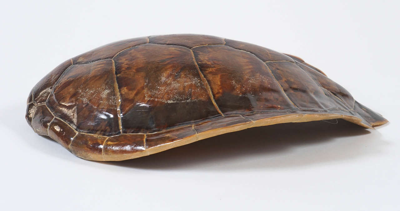 large tortoise shell