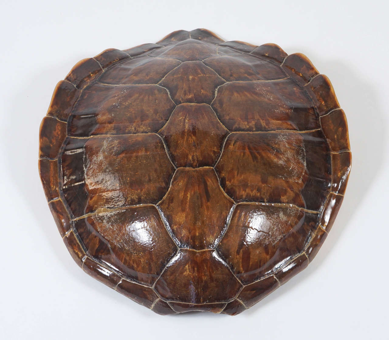 vintage tortoise shell