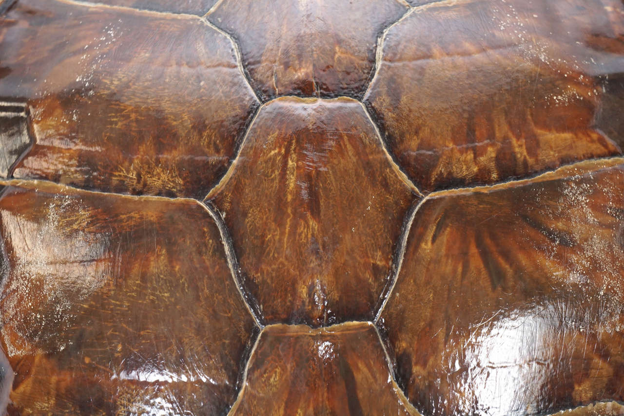 Antique 19th Century Large Tortoiseshell or Carapace In Excellent Condition In Kinderhook, NY