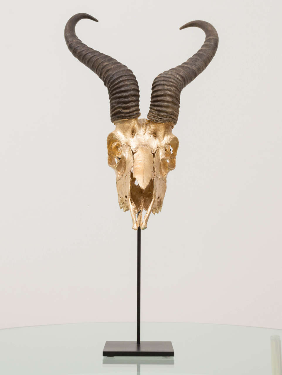 Non endangered Kudu gold gilt skull.