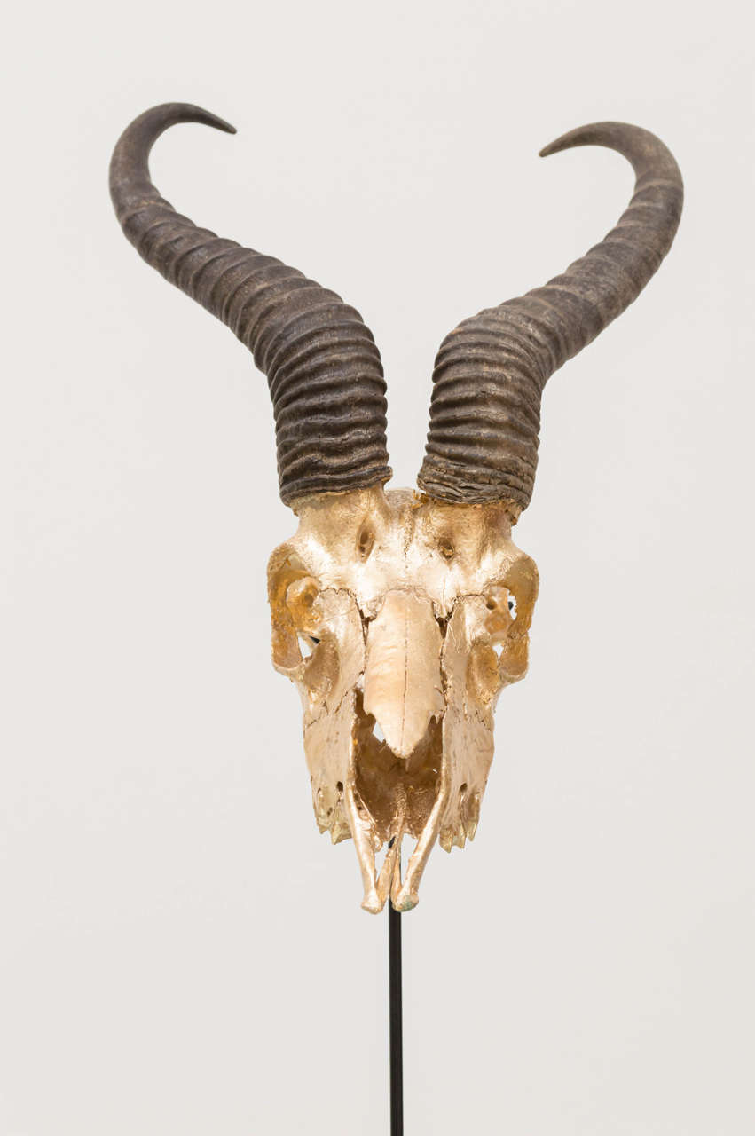 American Mounted Gilt Skull