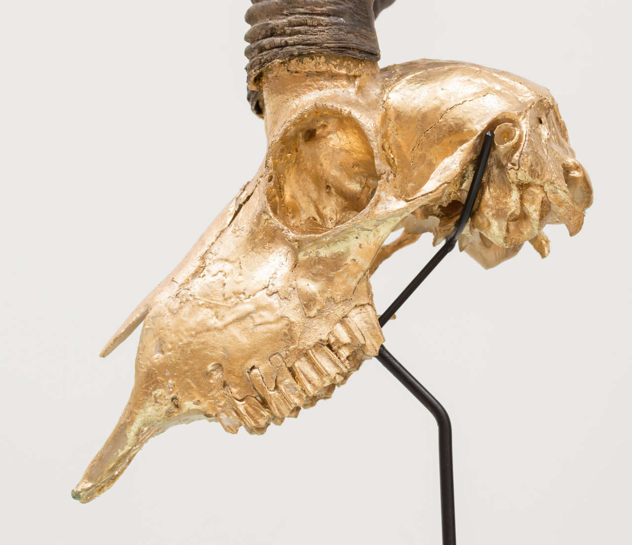 Contemporary Mounted Gilt Skull