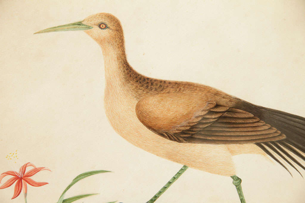 Set of Four Chinese Export Watercolors of Birds