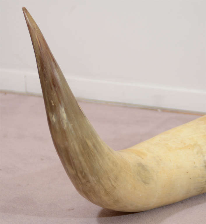 Pair of Vintage Ox Horns with Tooled Leather Mounting at 1stDibs ox