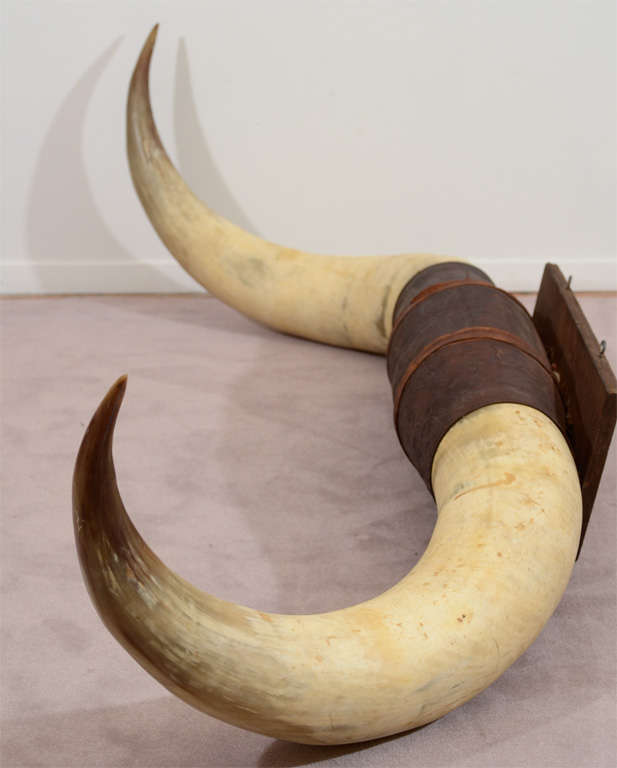 Pair of Vintage Ox Horns with Tooled Leather Mounting at 1stDibs ox