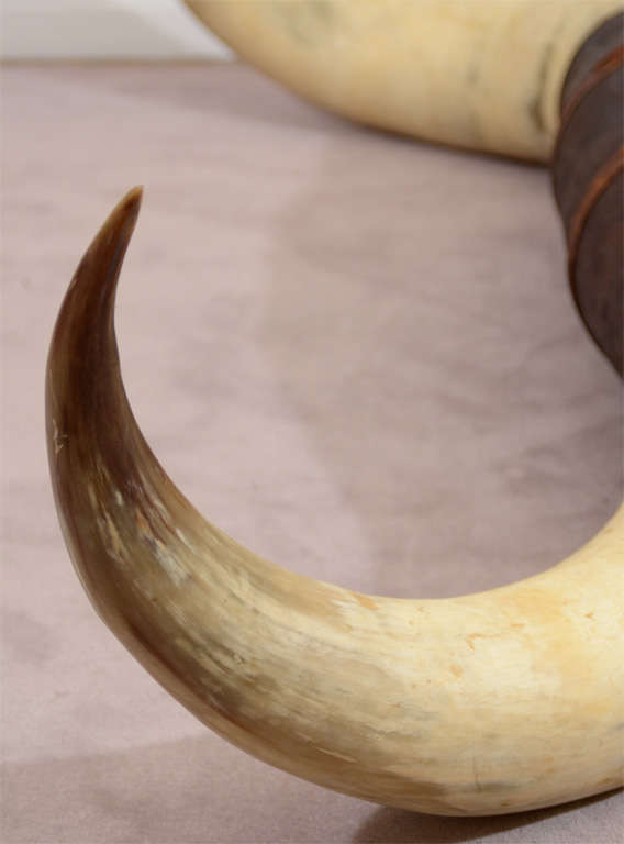 Pair of Vintage Ox Horns with Tooled Leather Mounting at 1stDibs ox