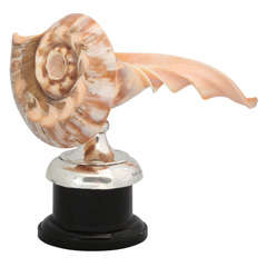 Sterling Silver Mounted Sea Shell
