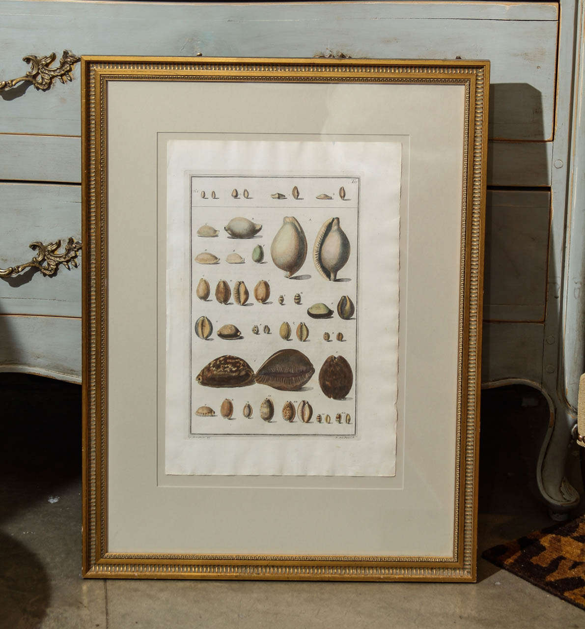 A framed had coloured print of shells by Giuseppe Menabuni from the larger volume 