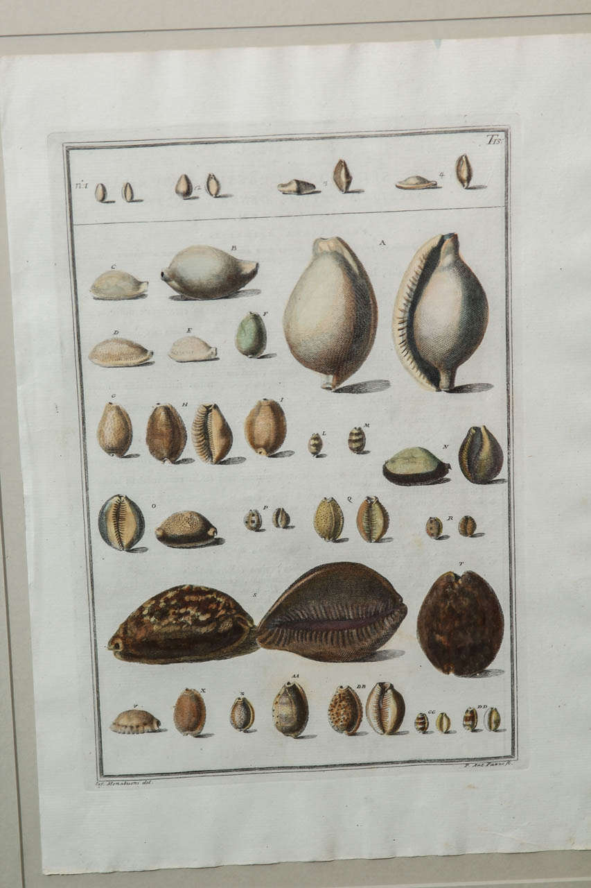 Italian Framed Print of Shells