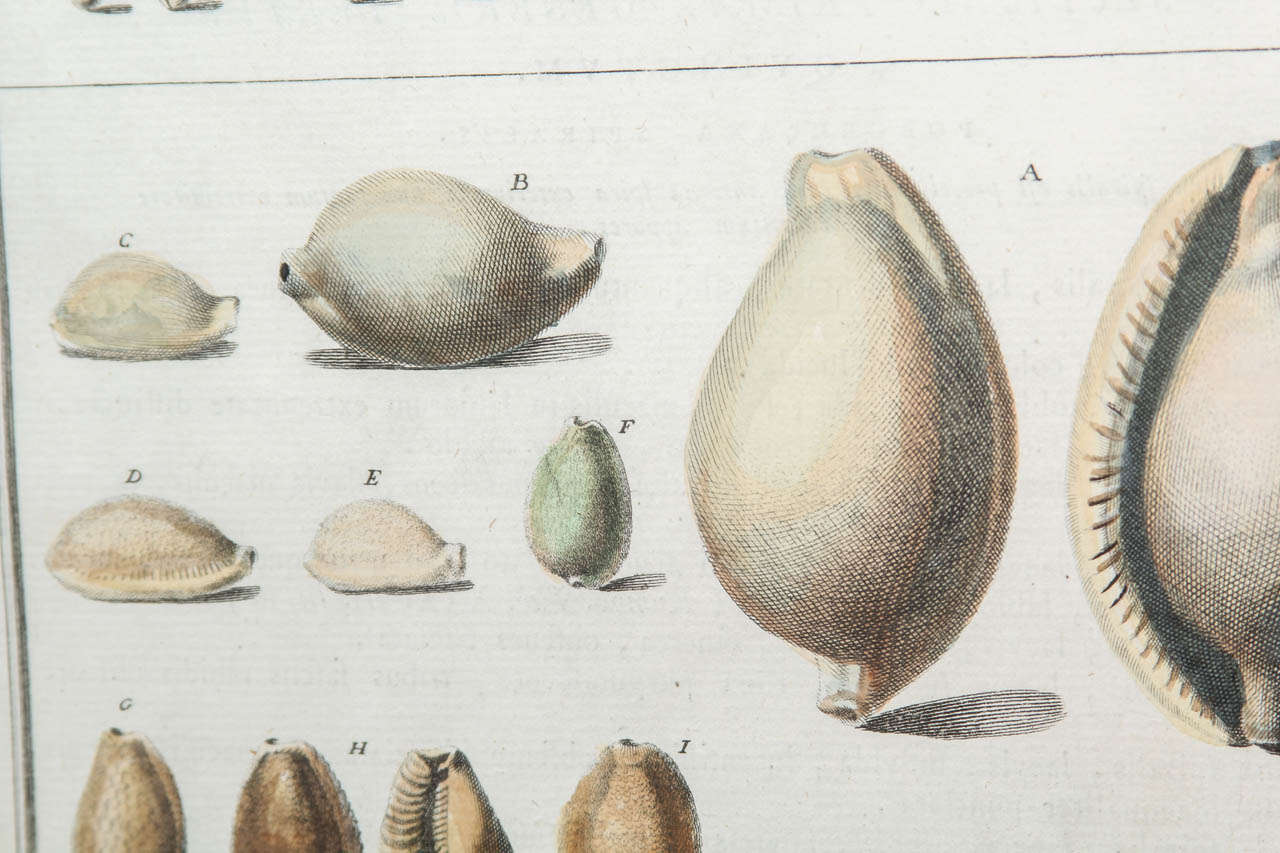 18th Century and Earlier Framed Print of Shells