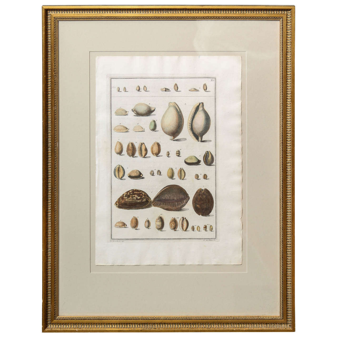 Framed Print of Shells