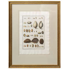 Framed Print of Shells
