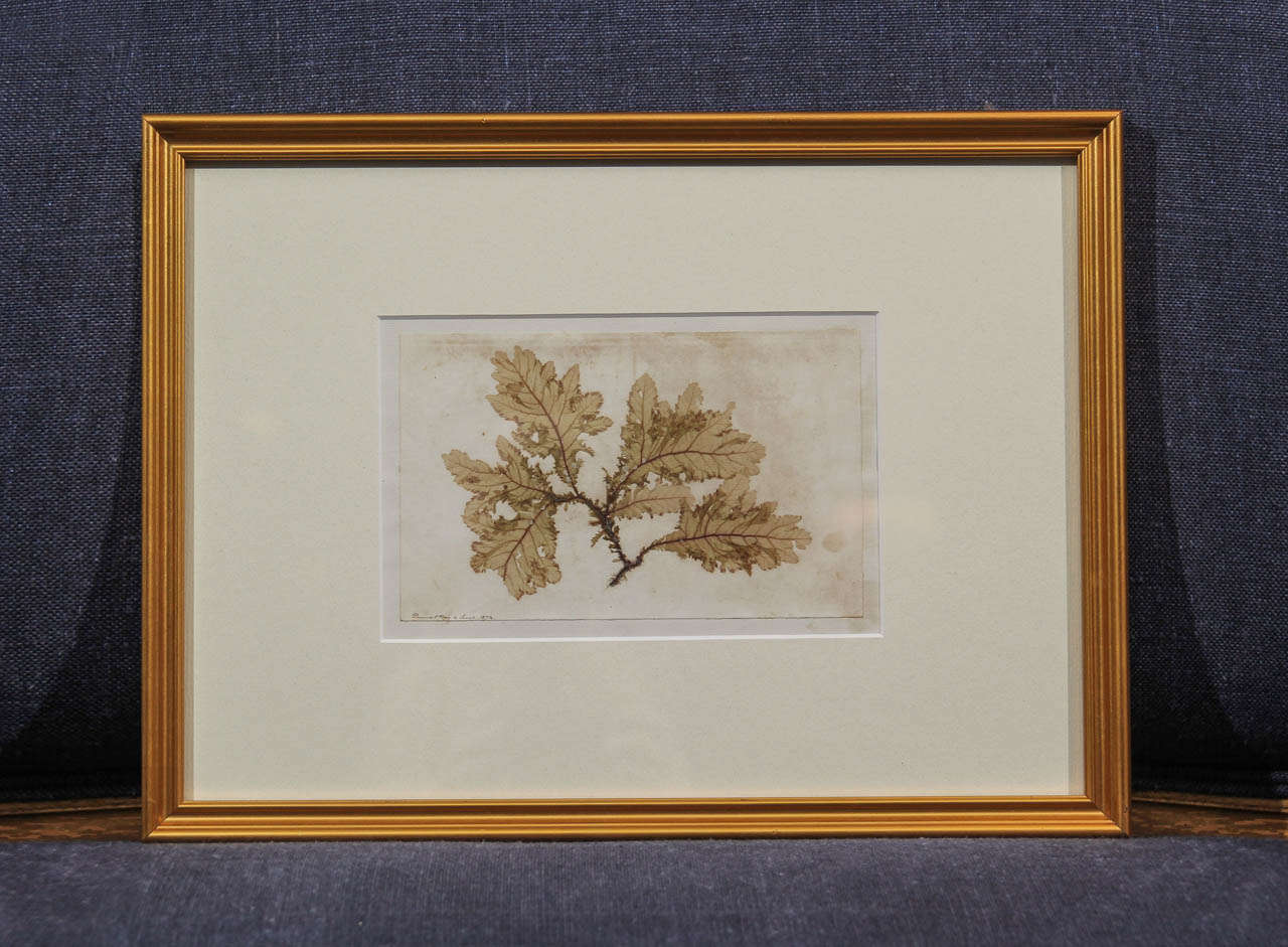 Set of four-framed dried seaweed specimens dated and noted where they were collected.