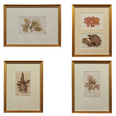 Late 19th Century Pressed Sea Grass 10