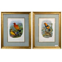 Used Fine Pair of Wonderfully Framed Lithographs