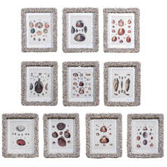 Set of Ten Seashell Prints with Custom Made Shell Frames