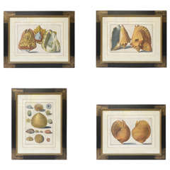 Group of Four Framed Conchological Bookplates