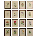 Set of 16 English Antique Botanicals by Joseph Dalton Hooker
