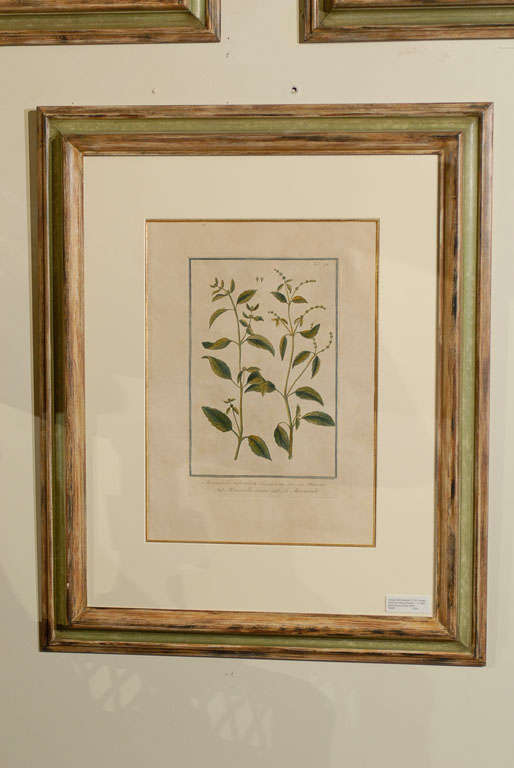 Set of 6 French Antique Botanical Prints c.1759