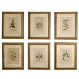 Set of 6 French Antique Botanical Prints c.1759