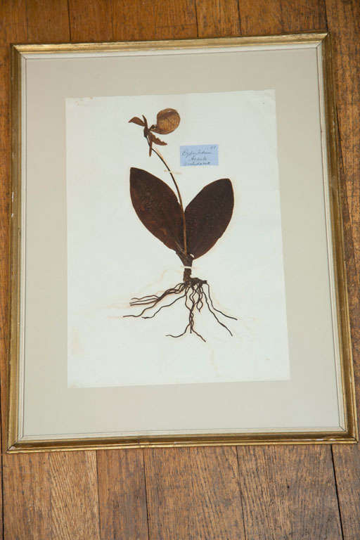 Set of Six framed Botanical Specimens