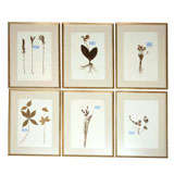 Set of Six framed Botanical Specimens