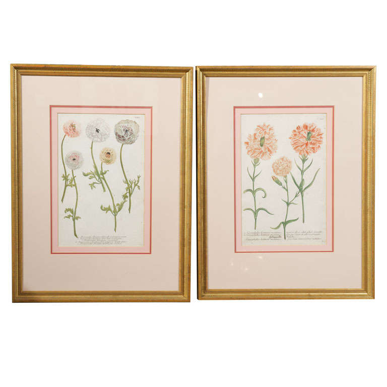 19th C. Hand-colored Botanical Prints