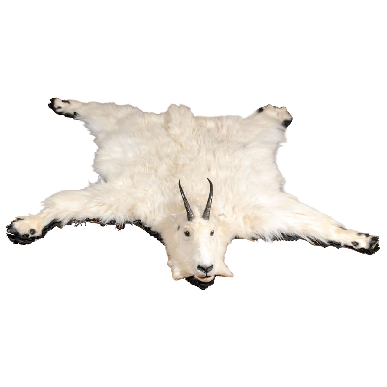 White Mountain Goat Taxidermy Rug