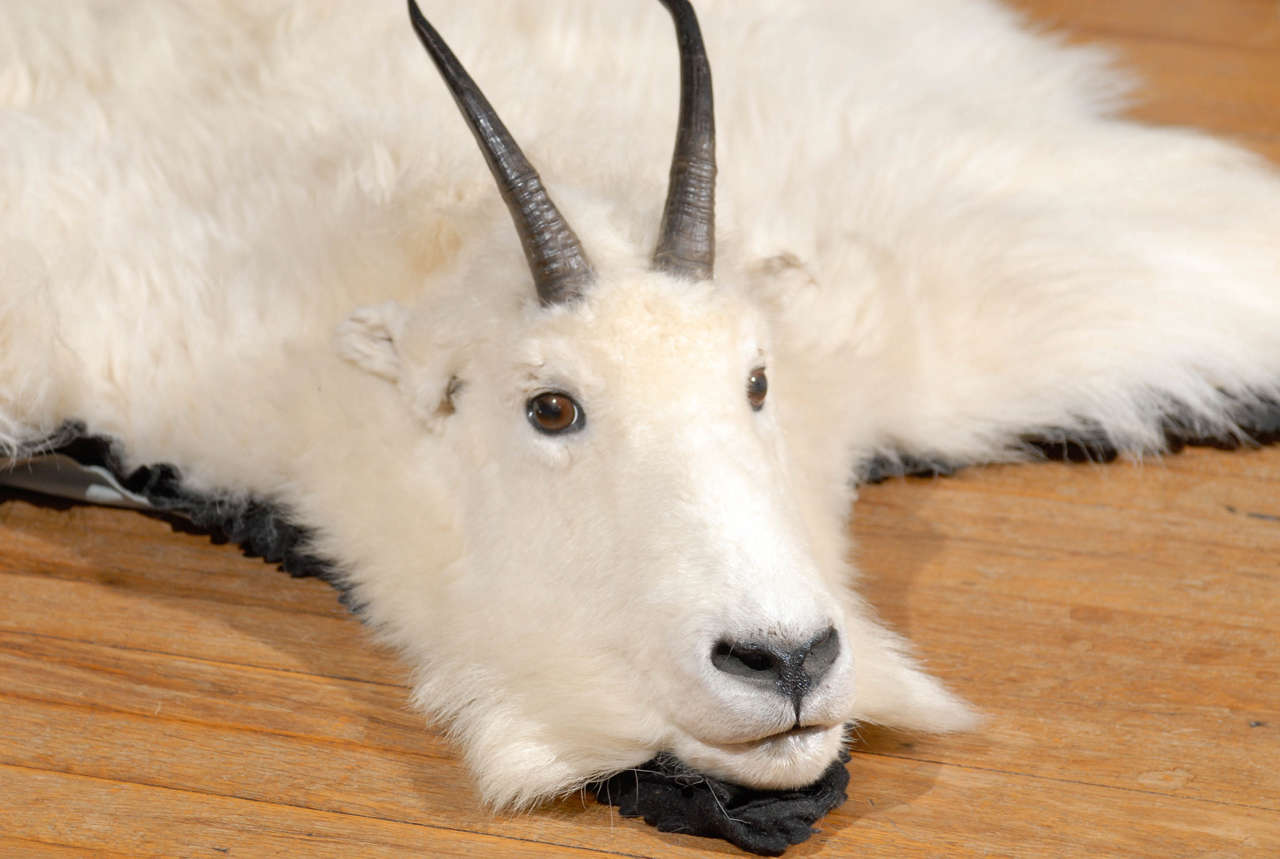 Hide White Mountain Goat Taxidermy Rug