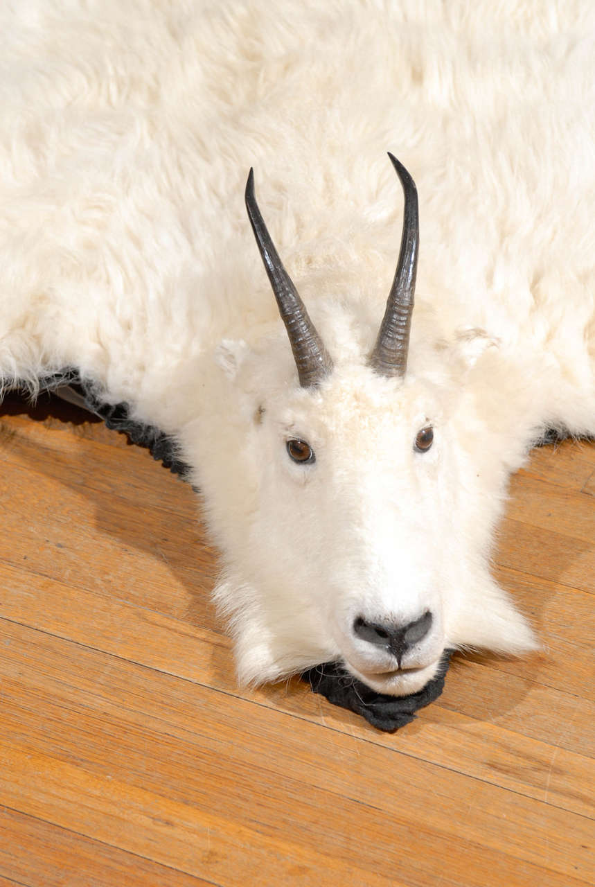 White Mountain Goat Taxidermy Rug at 1stDibs