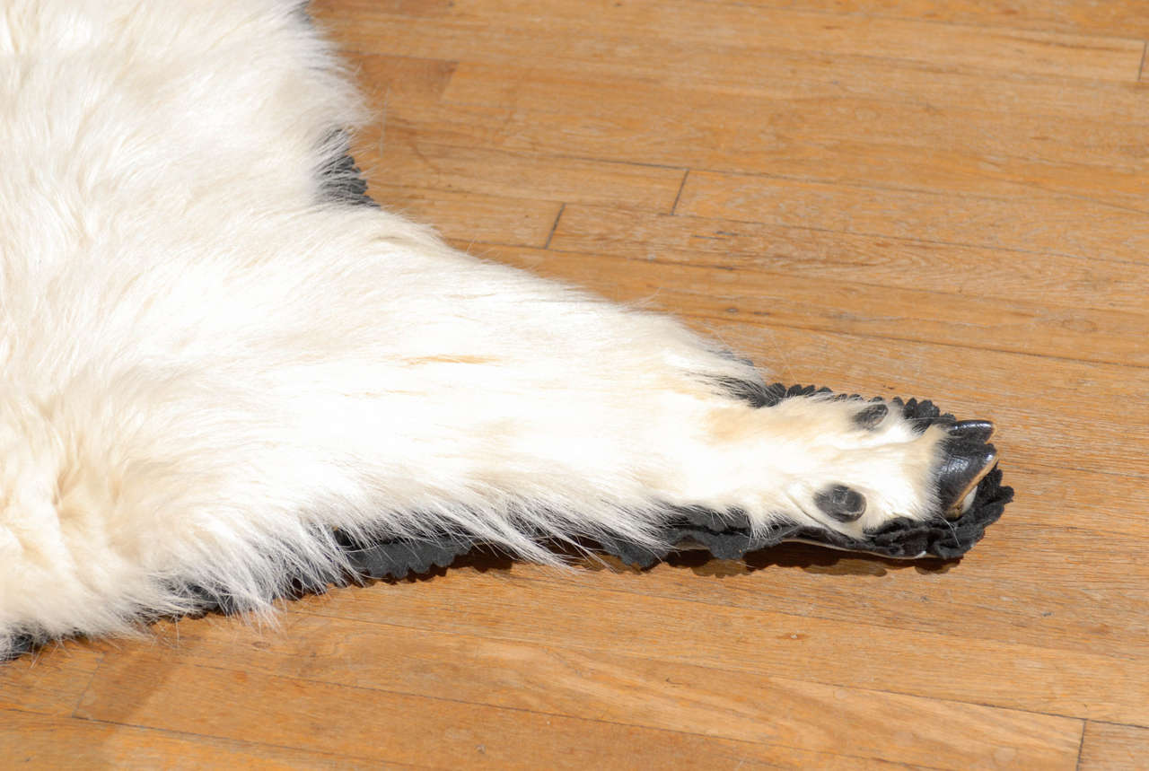 White Mountain Goat Taxidermy Rug at 1stDibs