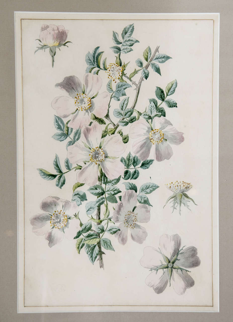 Arts and Crafts Pair of Botanical Watercolours by Dr Francis Russell For Sale