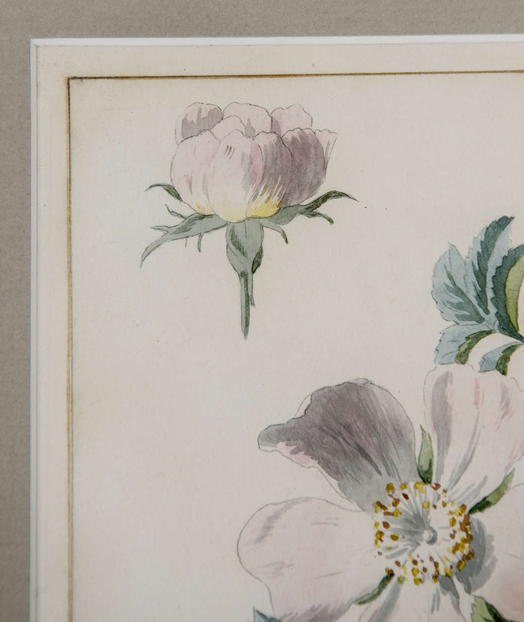 Pair of Botanical Watercolours by Dr Francis Russell In Excellent Condition For Sale In London, GB