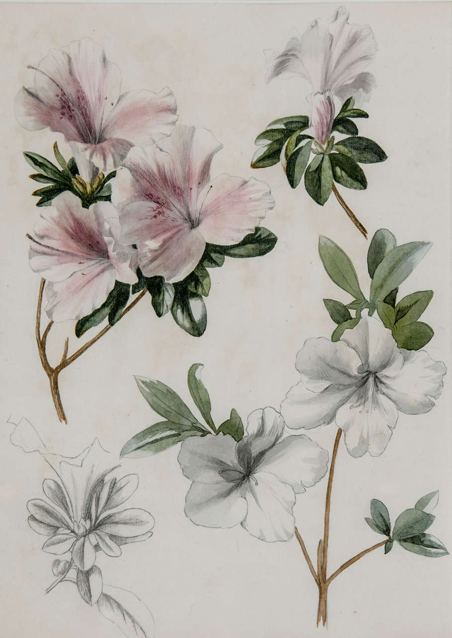 20th Century Pair of Botanical Watercolours by Dr Francis Russell For Sale