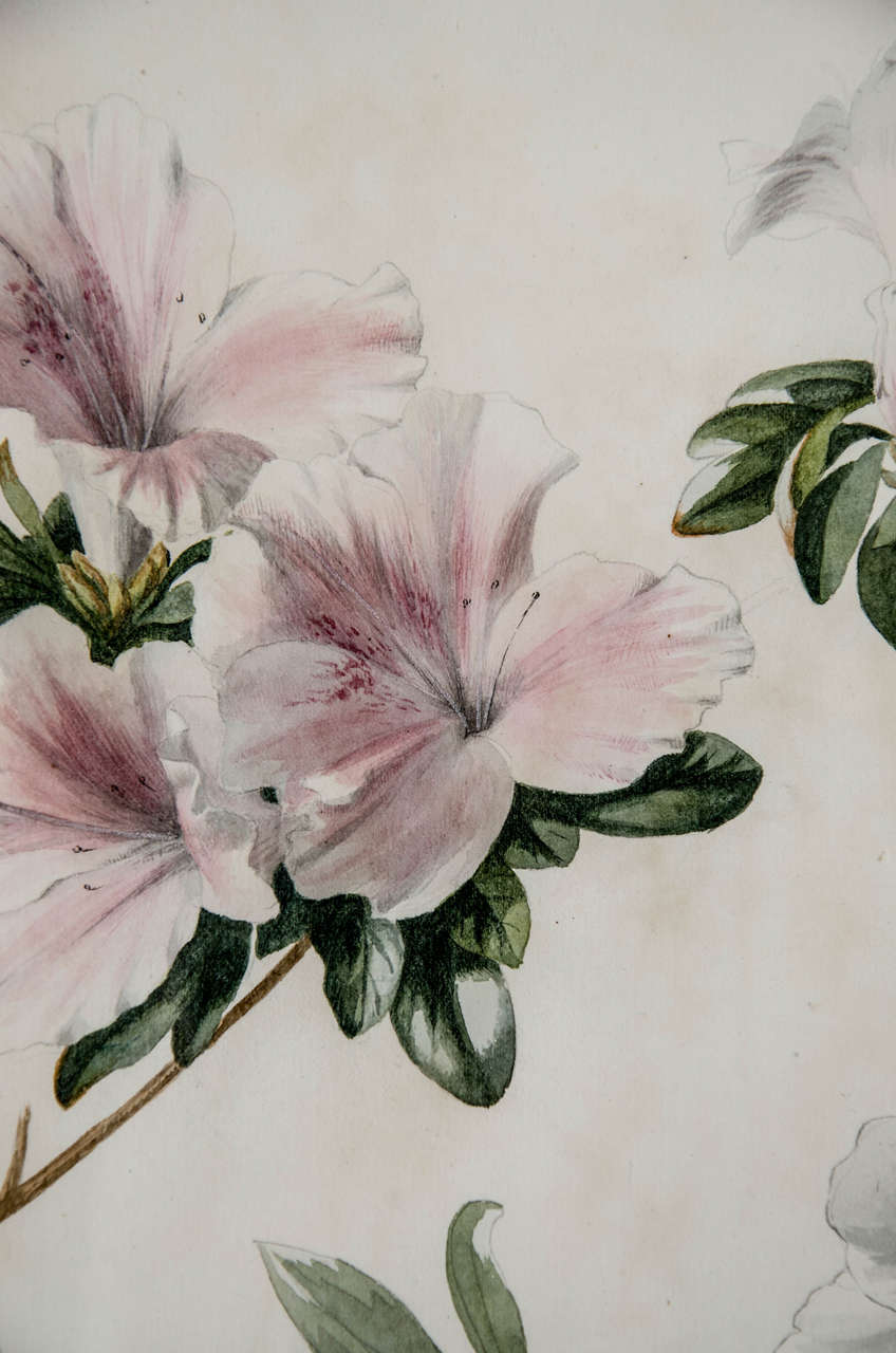 Pair of Botanical Watercolours by Dr Francis Russell For Sale 1