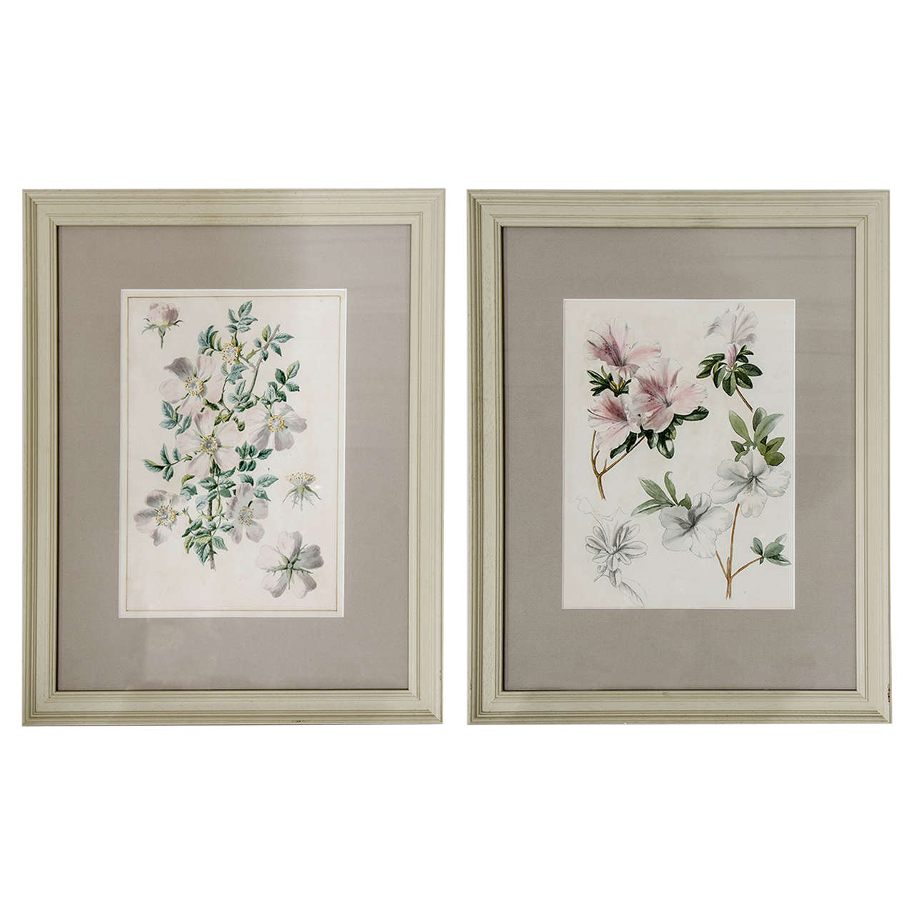 Pair of Botanical Watercolours by Dr Francis Russell For Sale