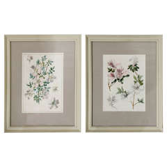 Antique Pair of Botanical Watercolours by Dr Francis Russell