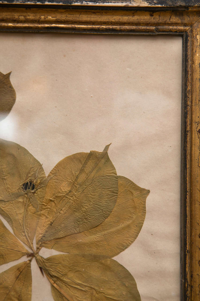 19th Century French Framed Botanical Specimens  1