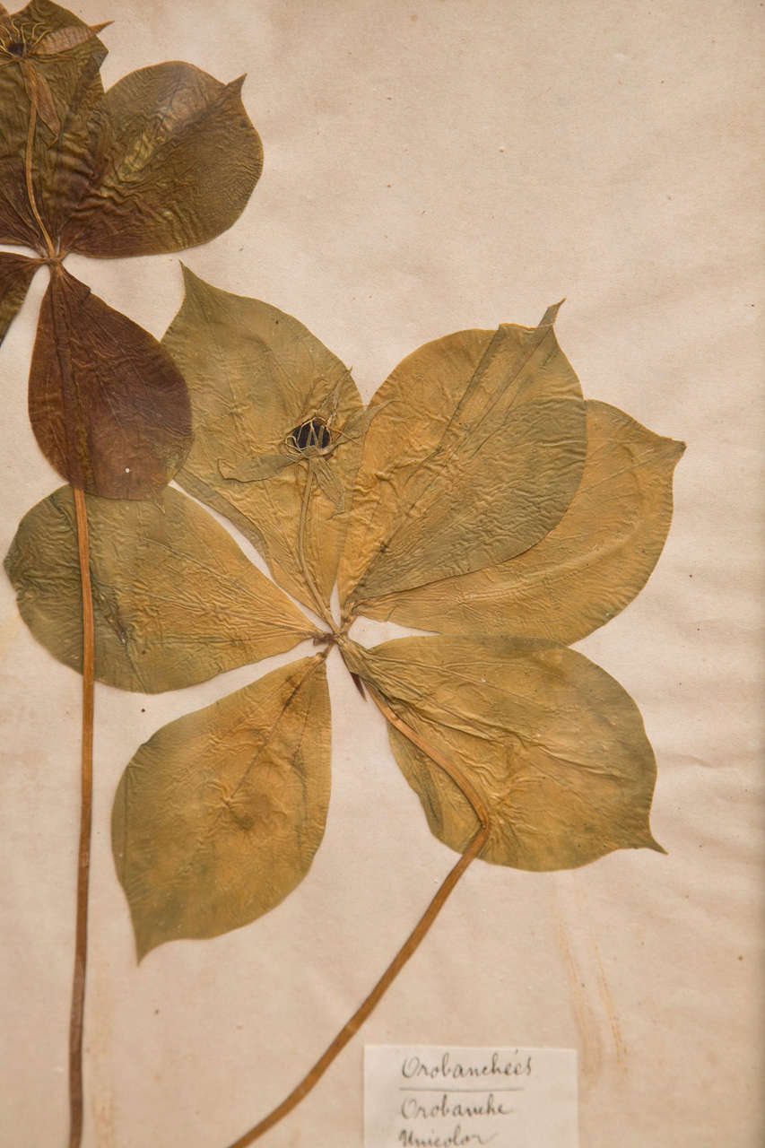 19th Century French Framed Botanical Specimens  2